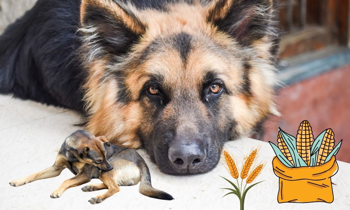 Grain Allergies No More: A Deep Dive into the World of Grain-Free Diets for German Shepherds – Your Roadmap to Canine Wellness