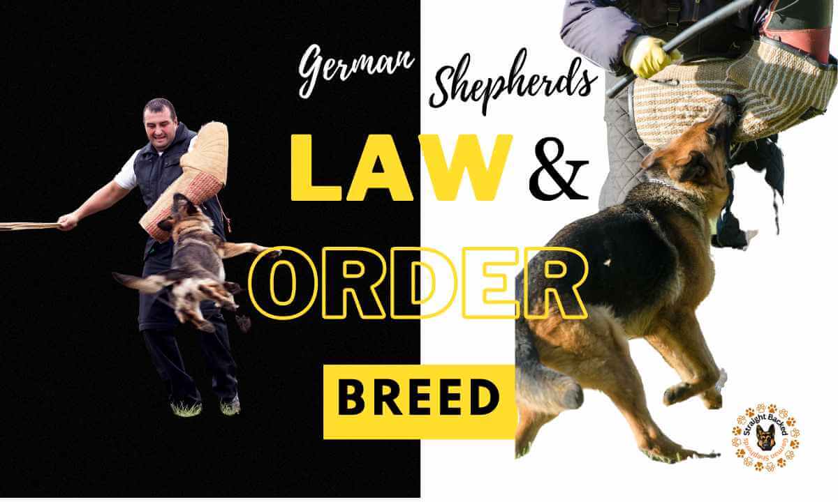Paws and Order: Exploring the Versatility of German Shepherds in Crime Prevention