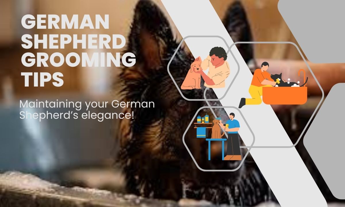 Top-Notch Grooming Tips for German Shepherds: GSD Grooming Essentials