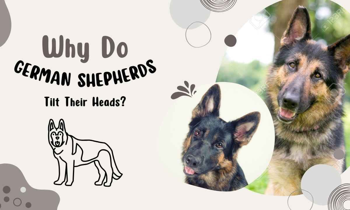 Why Do German Shepherds Tilt Their Heads?